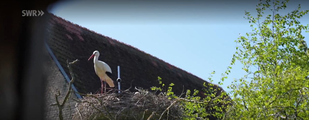 Storch sitzt in seinem Nest vor einem Haus Storch sitzt in seinem Nest vor einem Haus